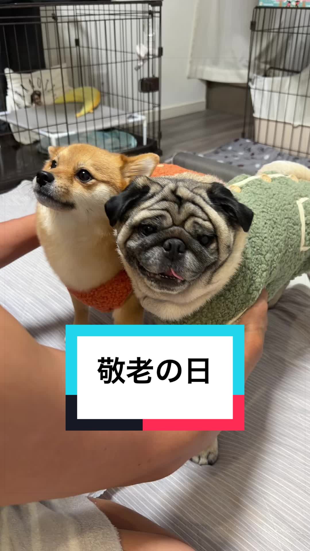 @9/28🎂おじ生誕祭🐶とん&ぺっぺこぺー🦊