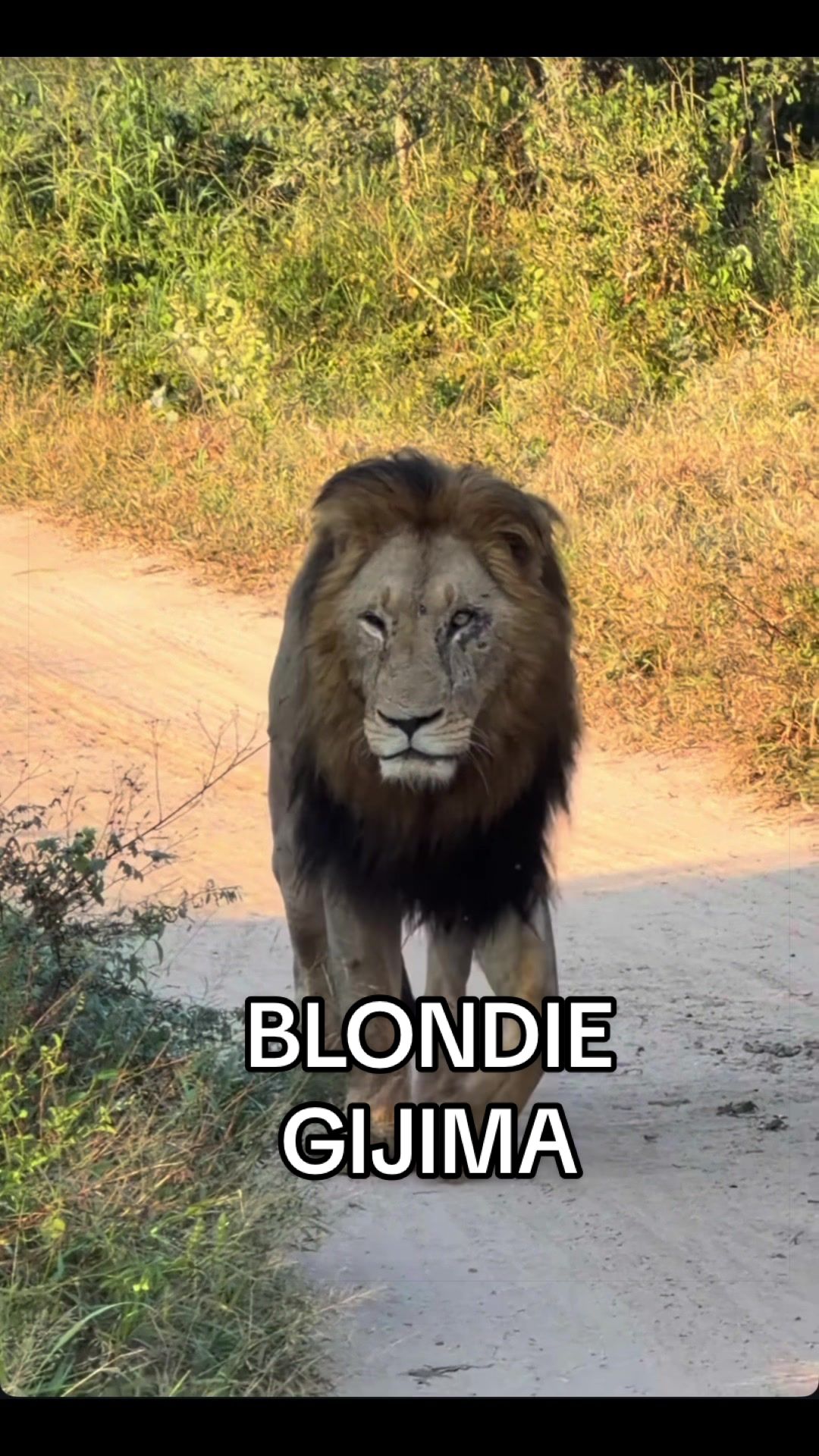 @𝓝 𝓪 𝓲 【Lion Expert】