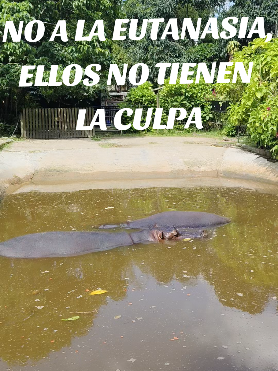 @MUNDO ANIMAL CURIOSO