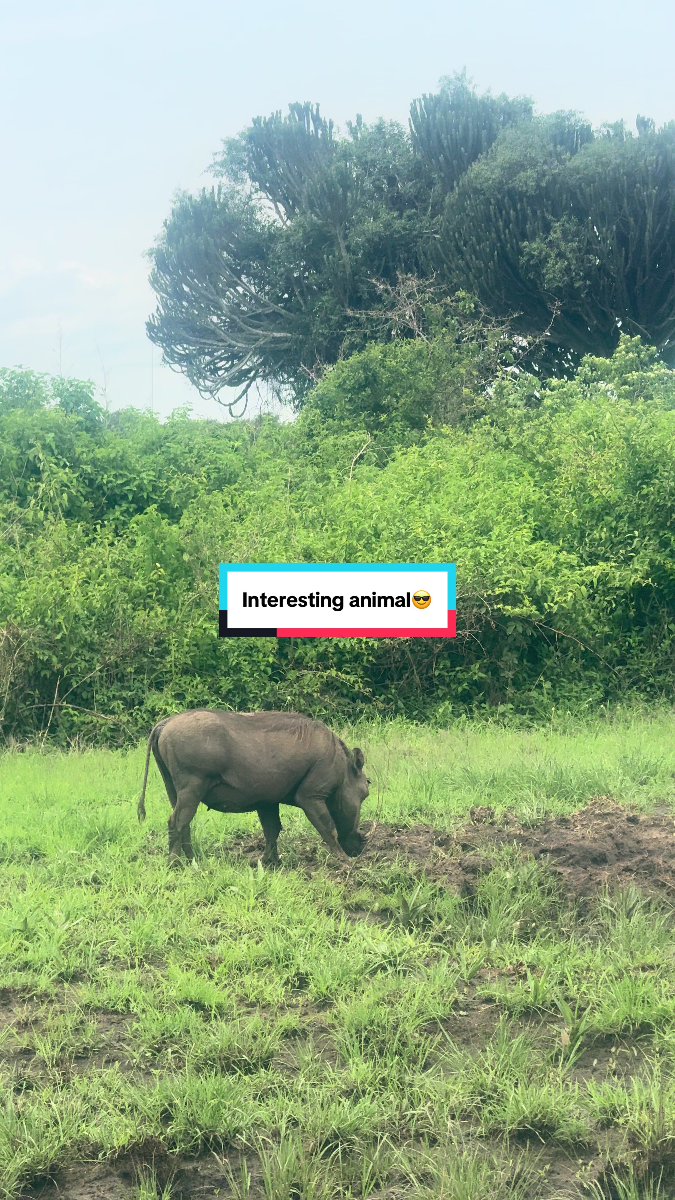 @Milana Tours and Safaris
