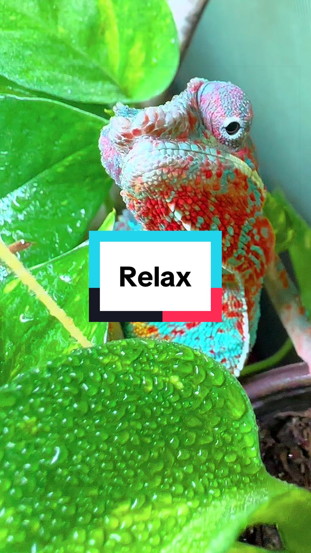 @ReptilMania