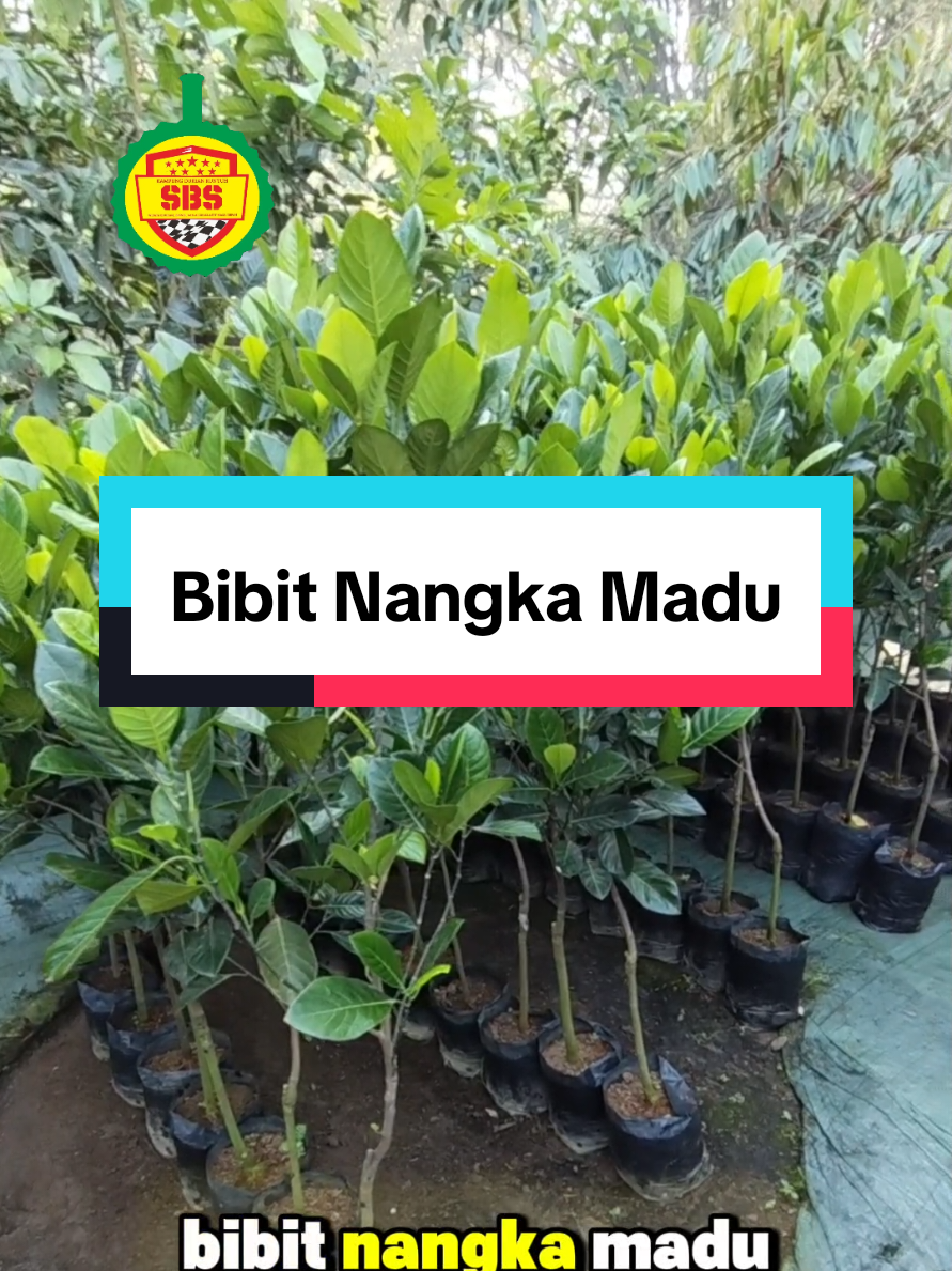 @Produksi Buah_SBS