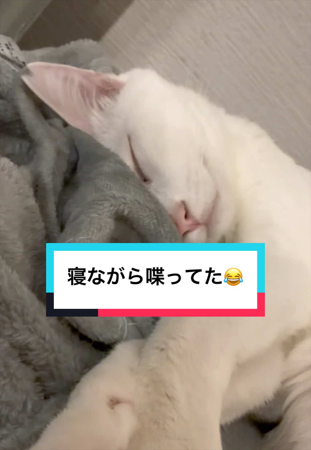 @にゃんご🐱