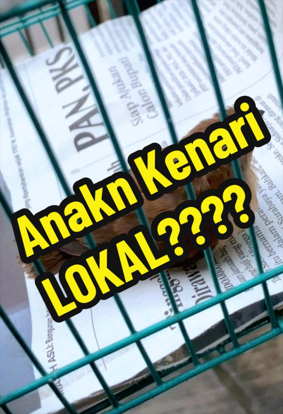 @GeDang Manuk