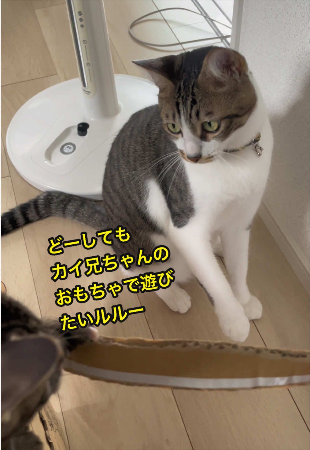 @ねこまみれ