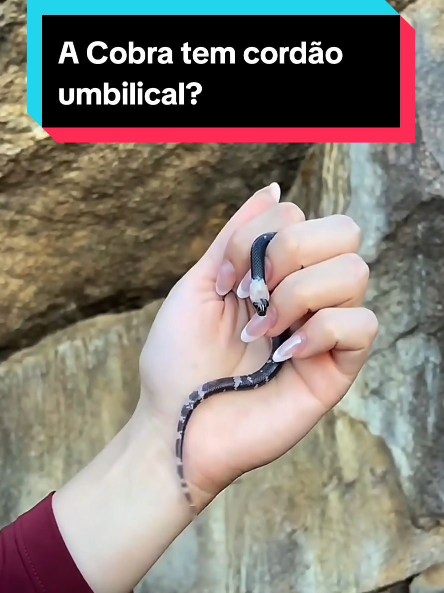 @Princesa das Serpentes
