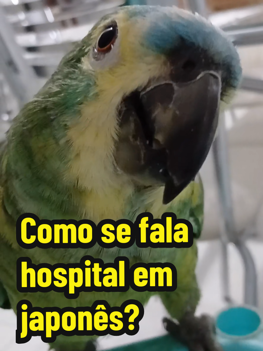 @Papagaio Chico🌽🦜