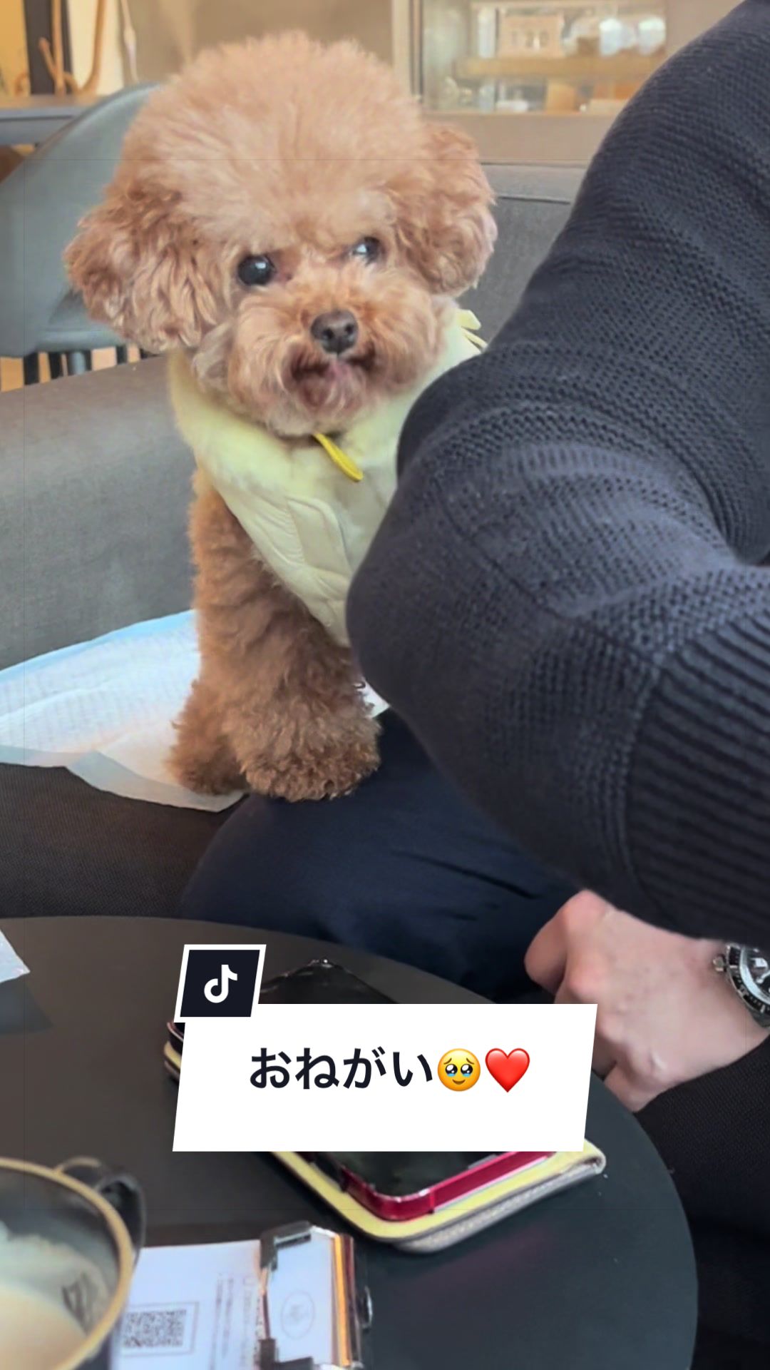 @しゃこたん犬ぽこ🐶🐰with子分