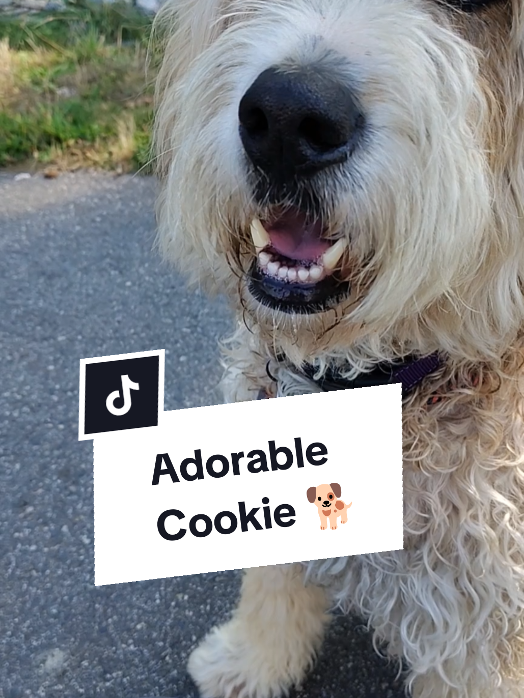 @Jim & Cookie, Fingers,Lilly 🐾