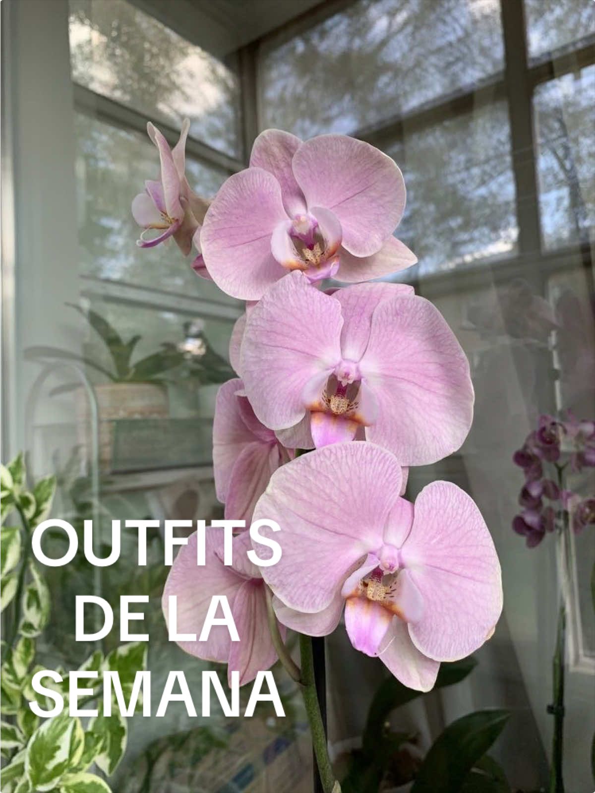 @Devlyn🧚🏼♀️