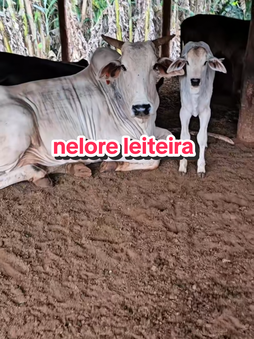 @Geovane neto