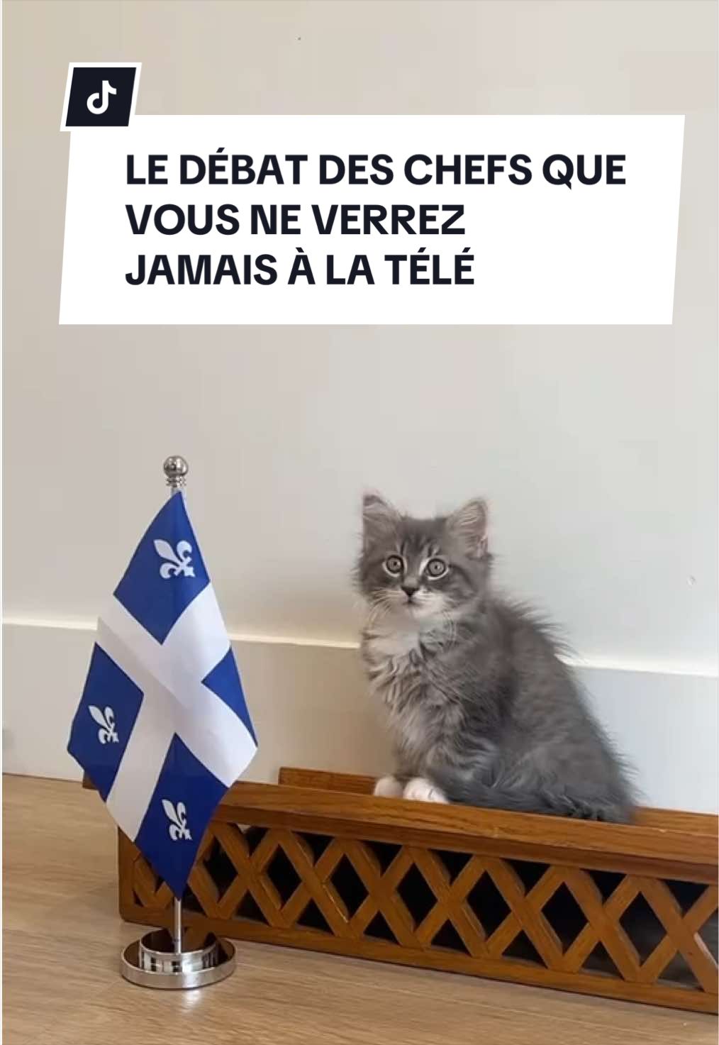 @Montreal SPCA