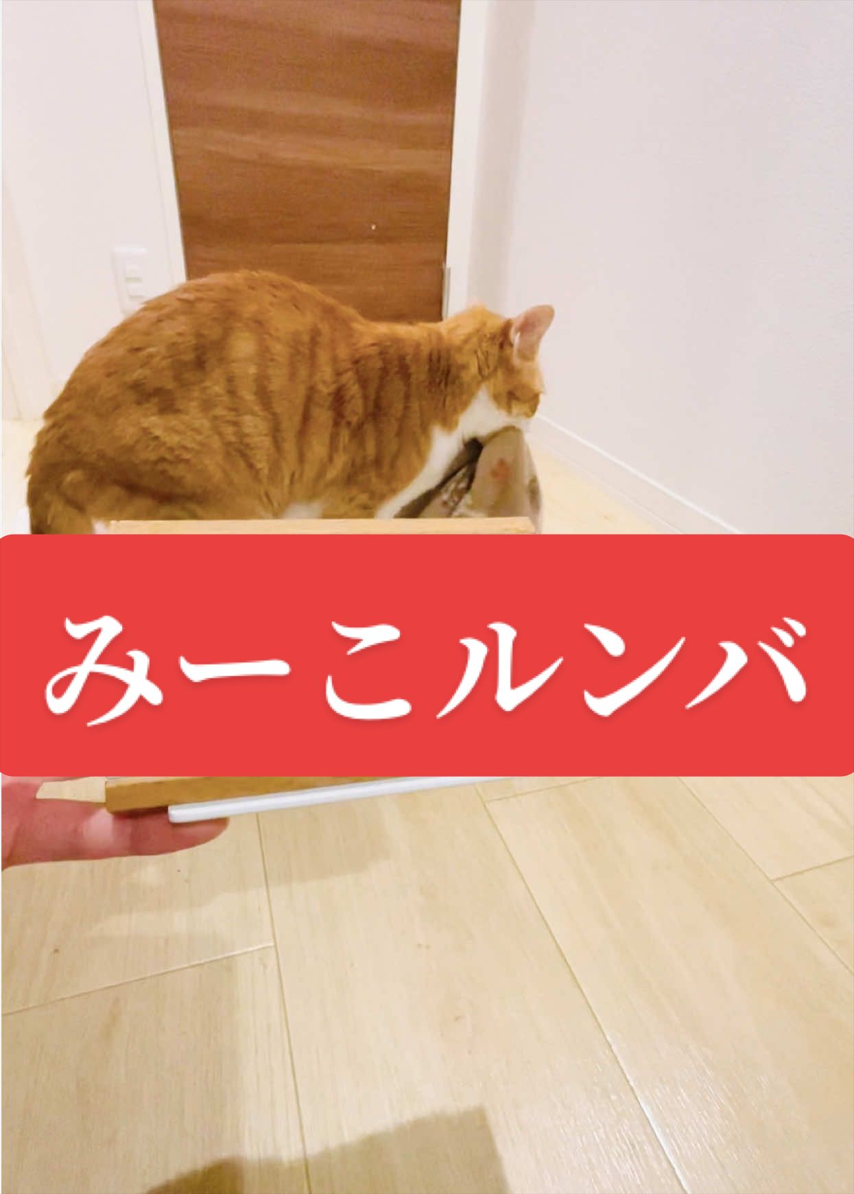 @みーこchannel