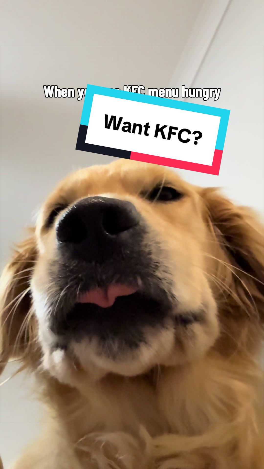 @3goldenretriever