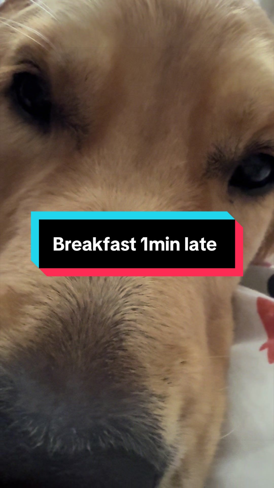 @3goldenretriever