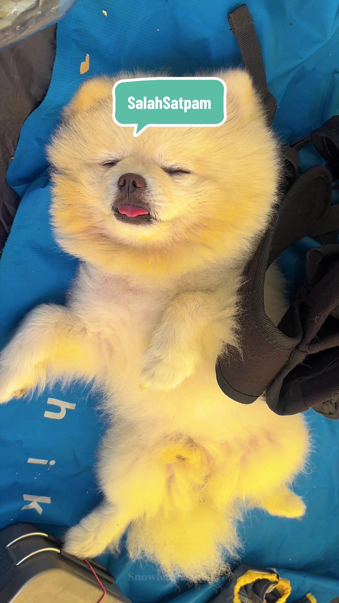 @snowietheexplorer