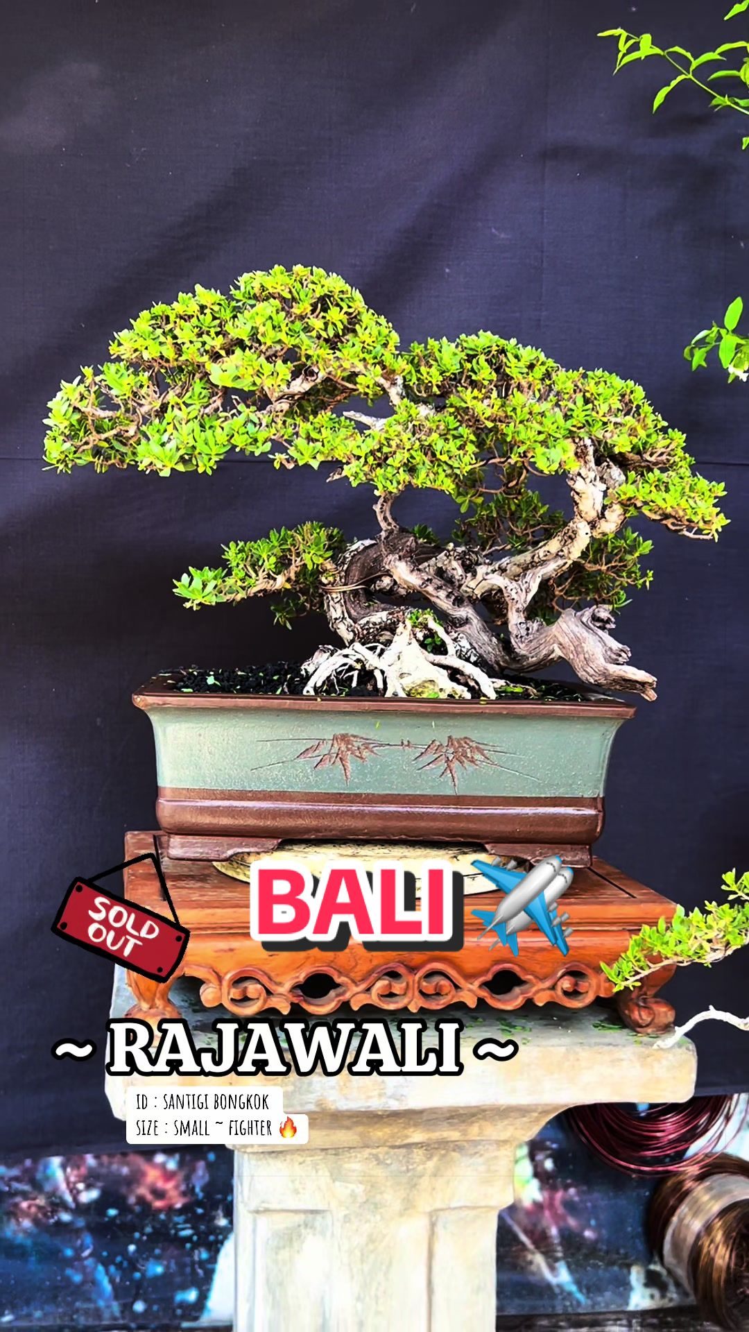 @warbonsai_purwodadi
