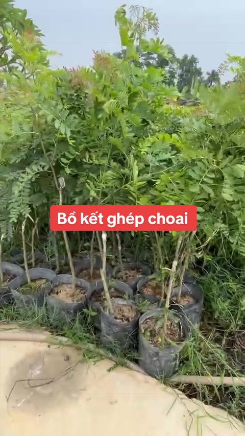 @Nhà Vườn Vũ Mai