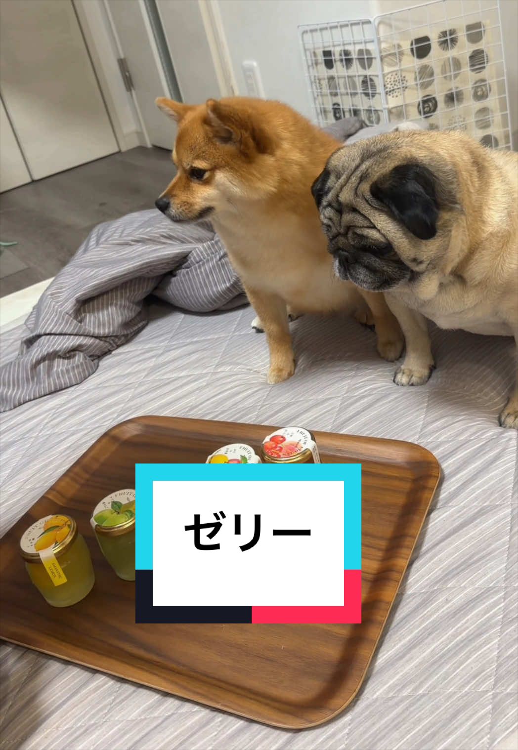 @🐶とん&ぺっぺこぺー🦊