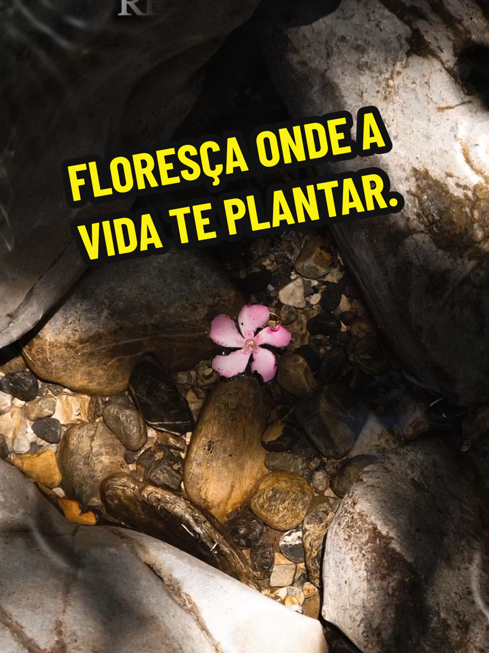 @Silvia Helena.