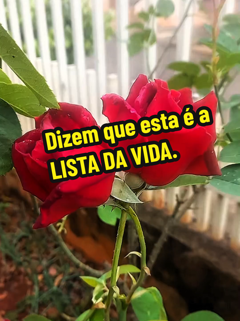 @Silvia Helena.