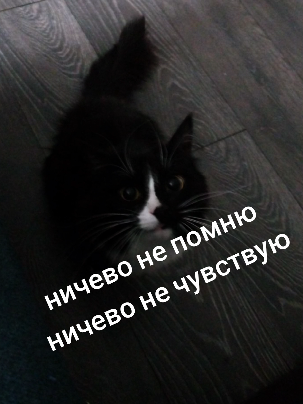 @лилац ∅ (котик хлыщ)