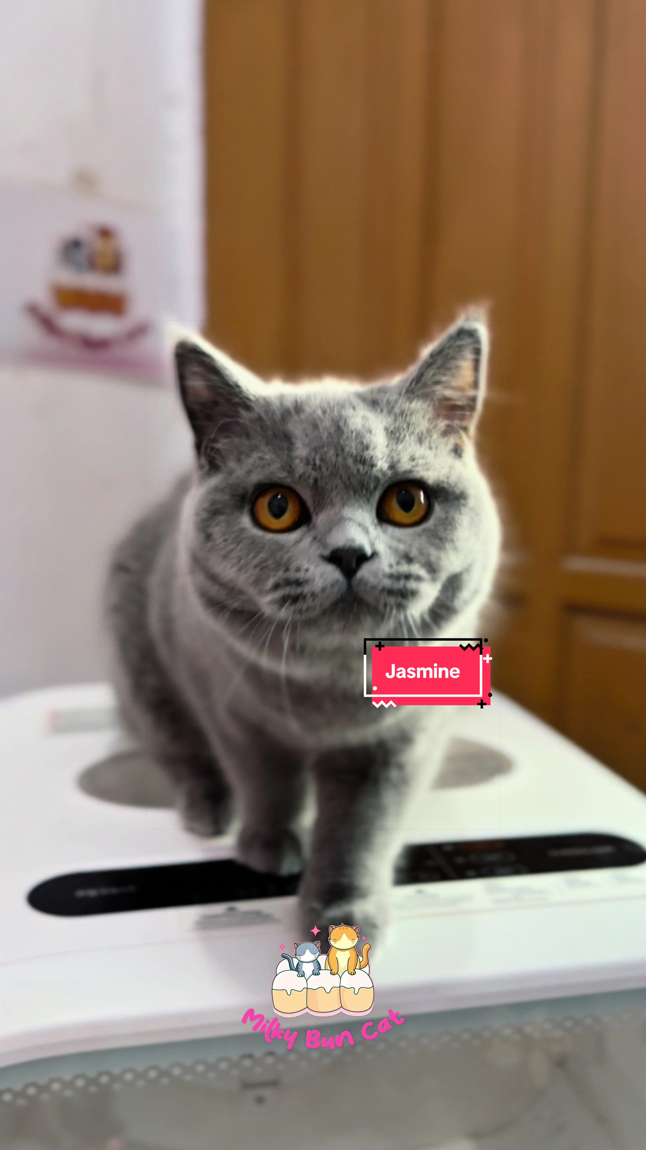 @milky bun cat