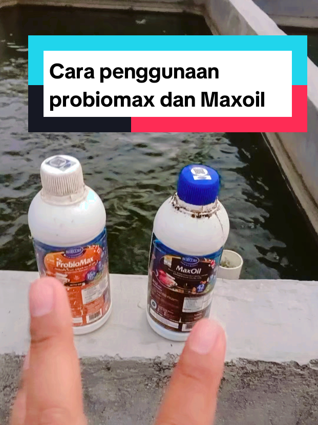 @Kang_Ewi
