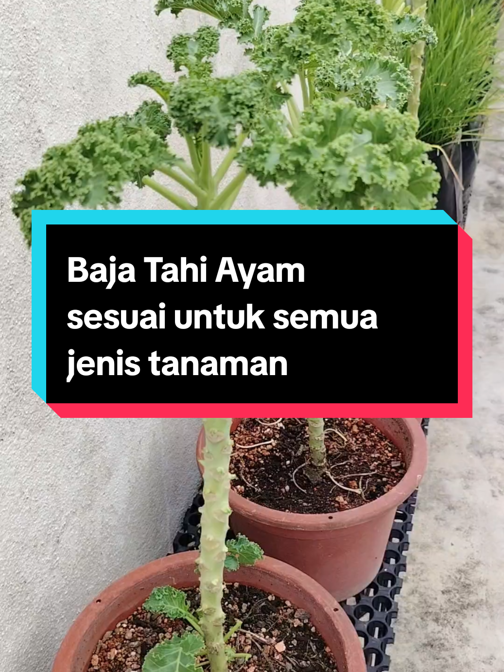 @Kakak Rose