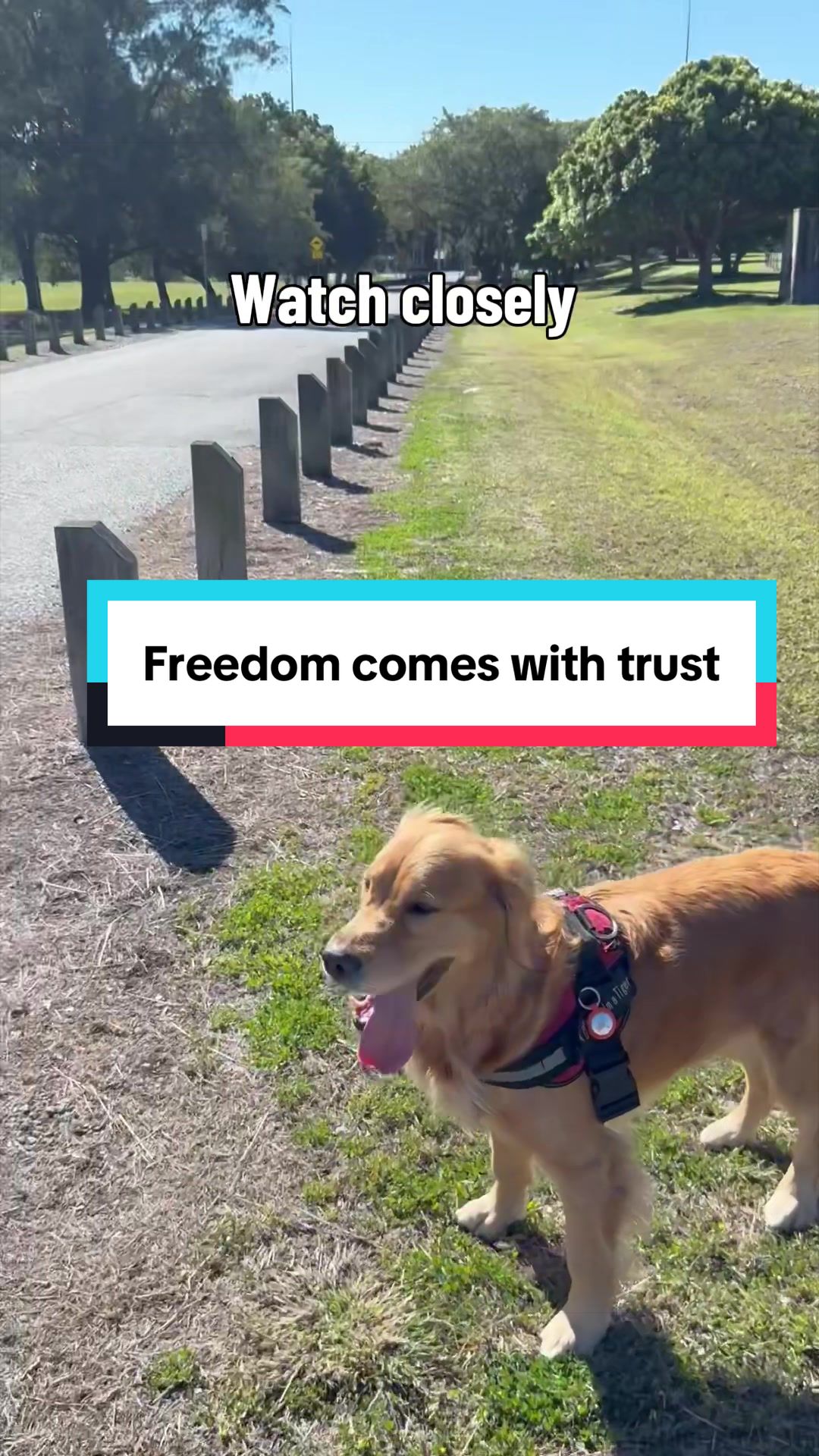 @3goldenretriever