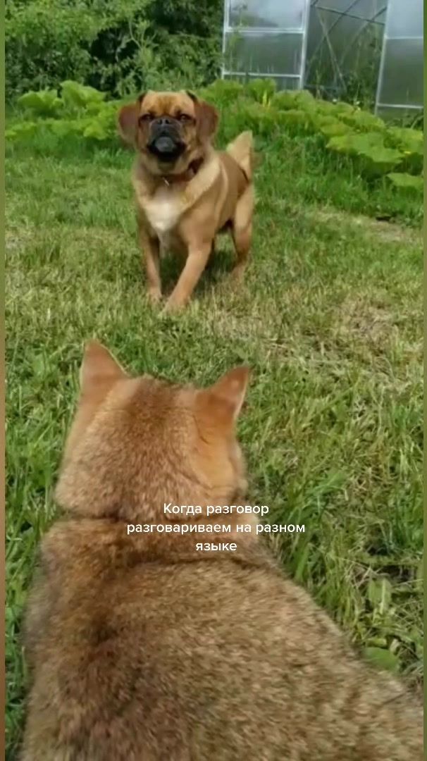 @Абу Саныч и Холли Ольговна
