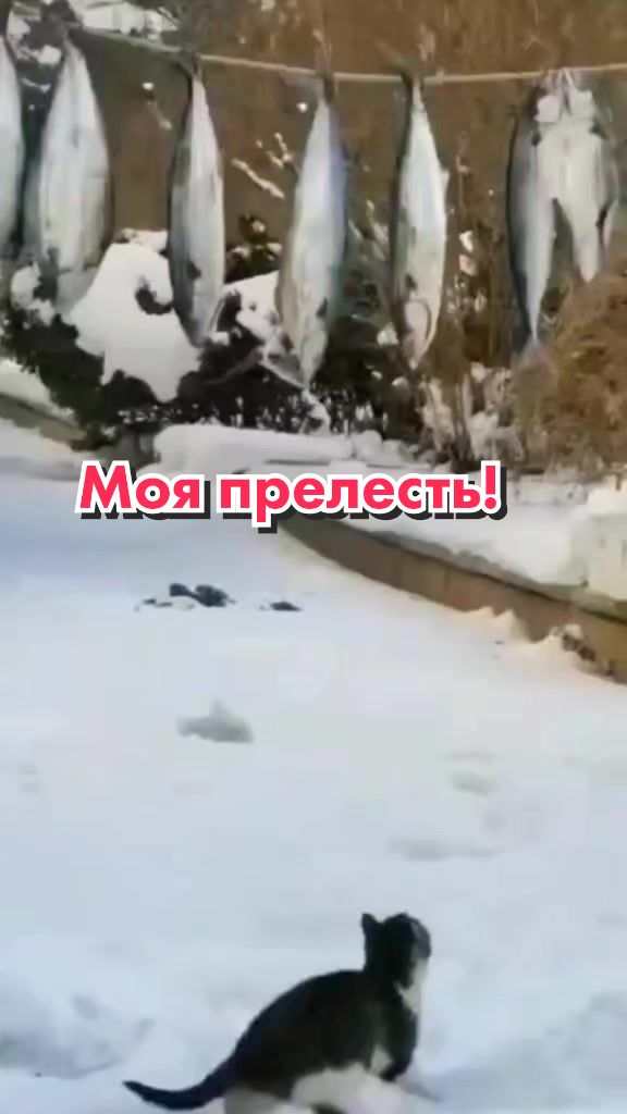 @Кот Клякса