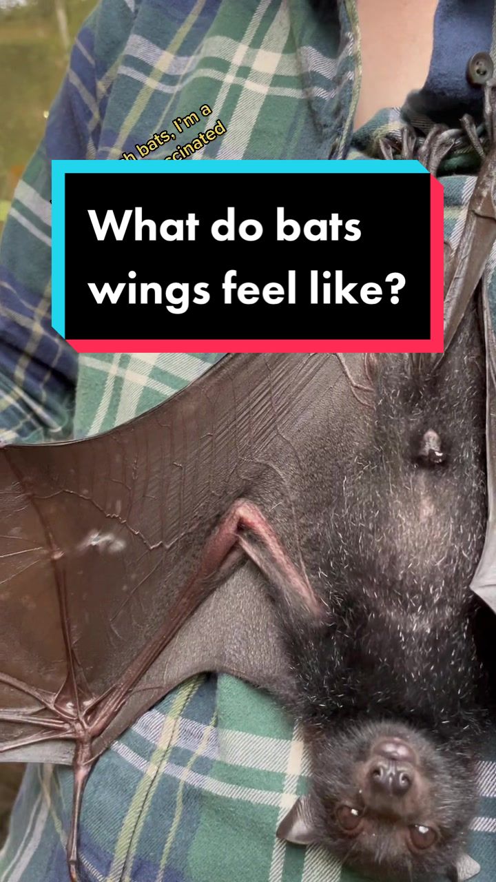 @🦇Jasmine 🦇