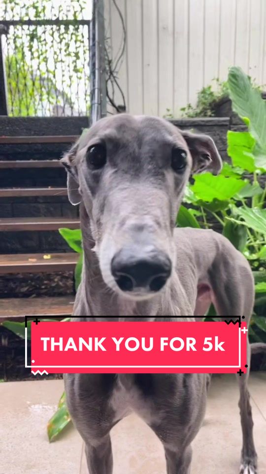 @harrythegreathound