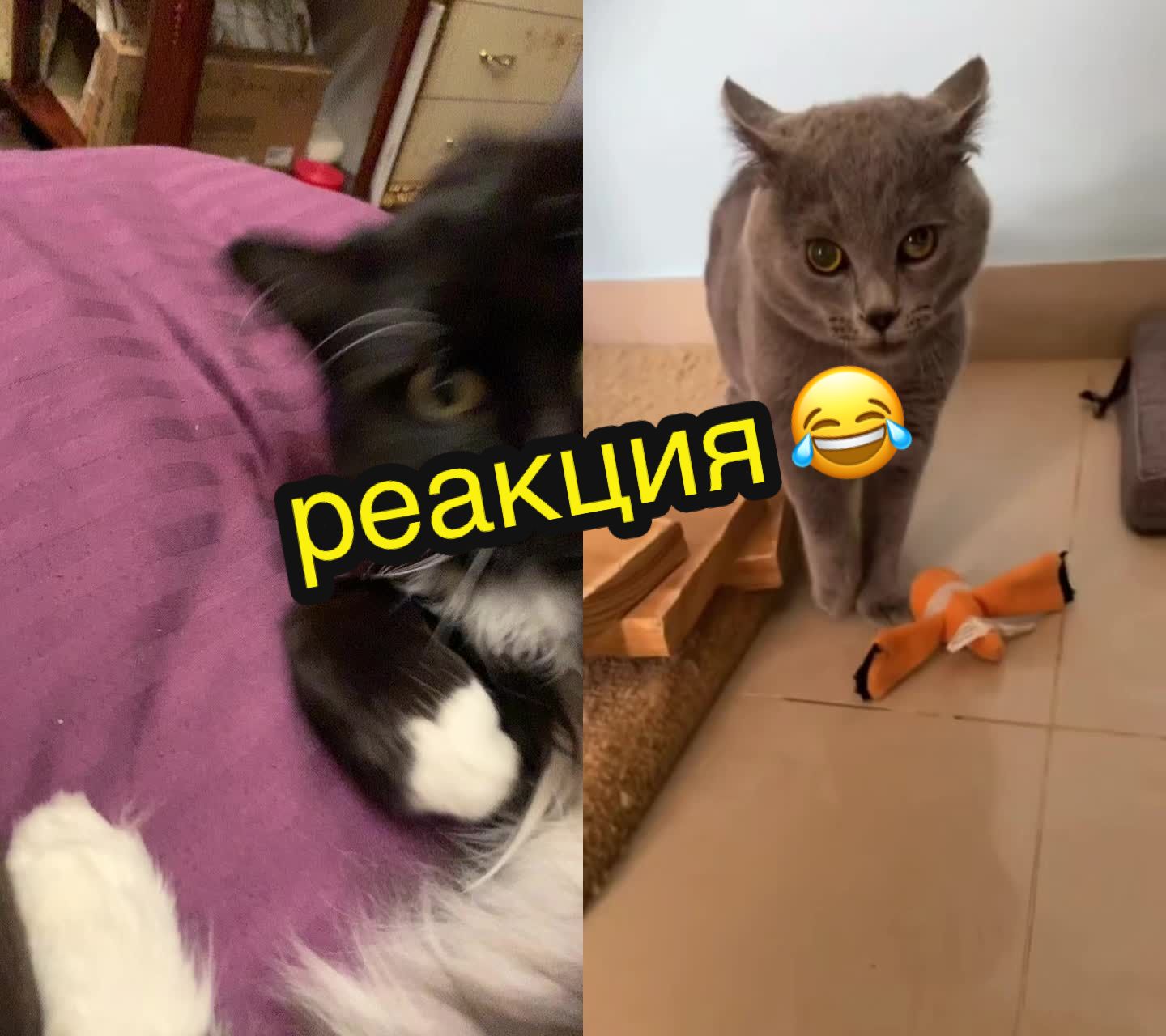@КОТ МУЖИК 🐾