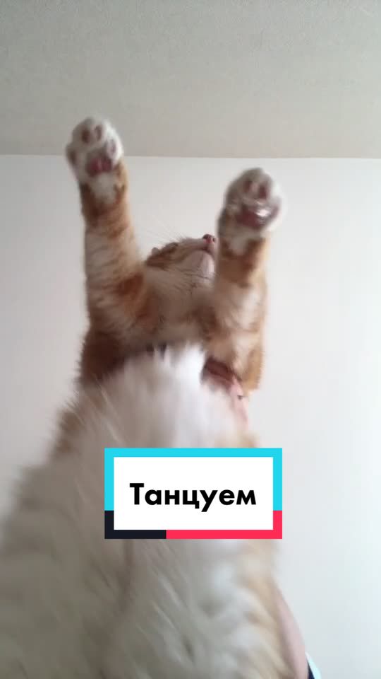 @Cat_Stepan