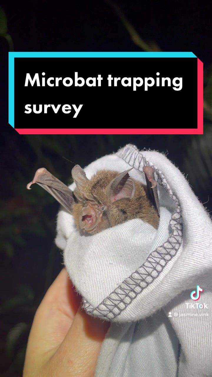 @🦇Jasmine 🦇