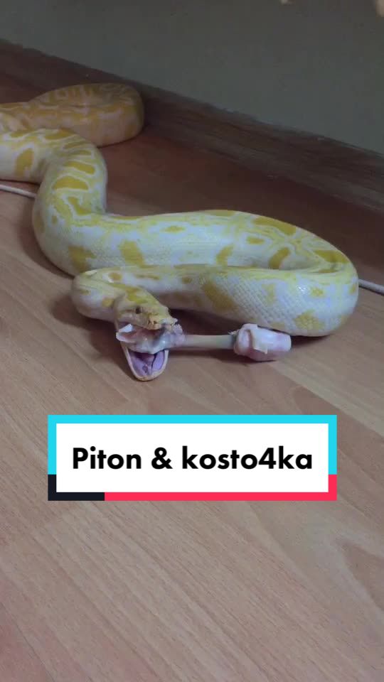 @🐍 ТИГРАнутый 🐍