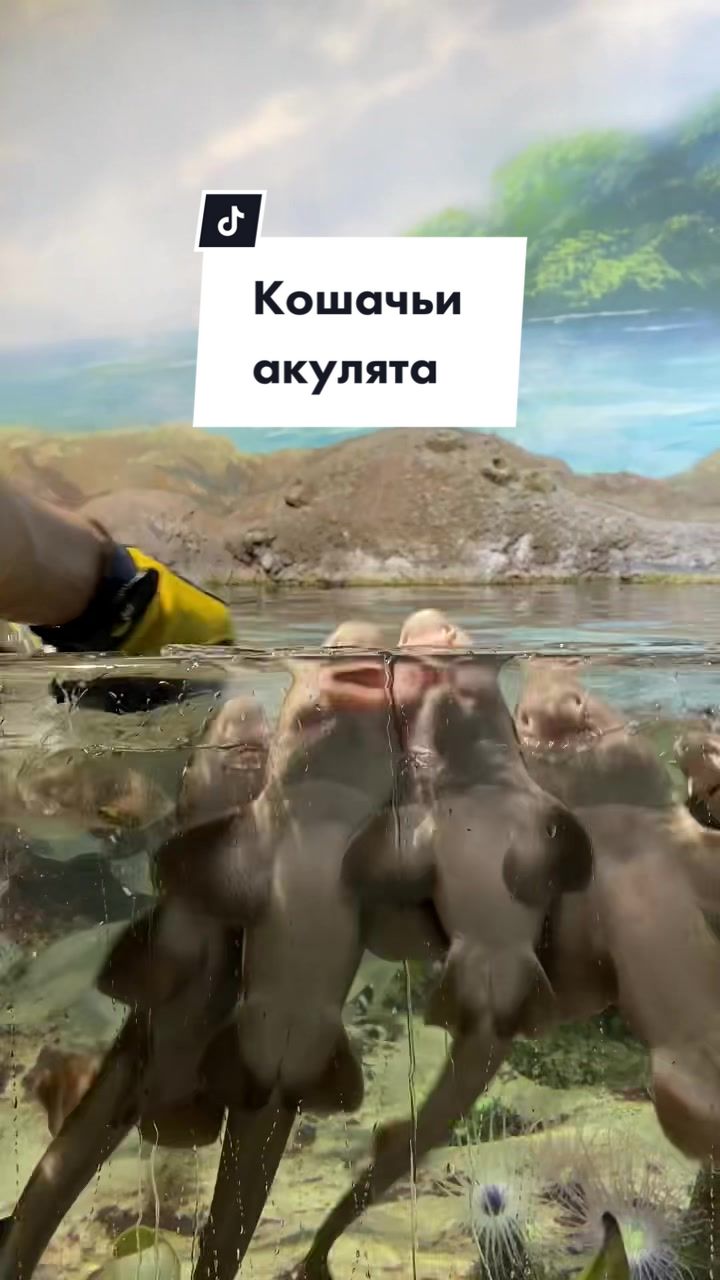 @МОСКВАРИУМ