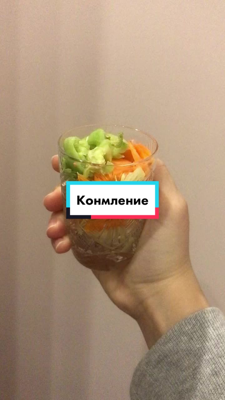 @Улиточки ахатины 🐌💕