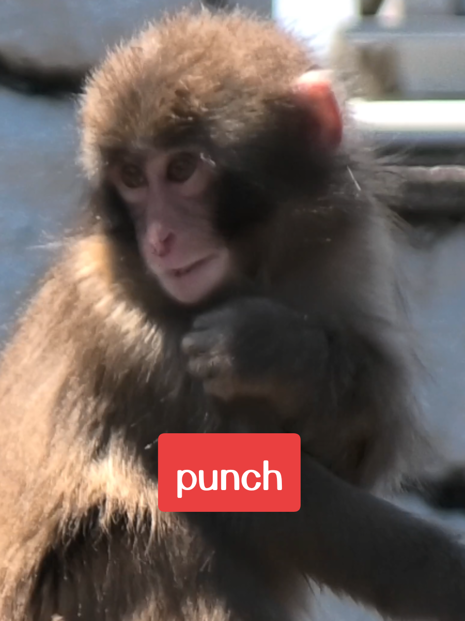 @Punch's Growth Diary