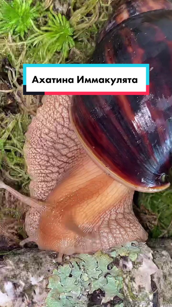 @My_Clams