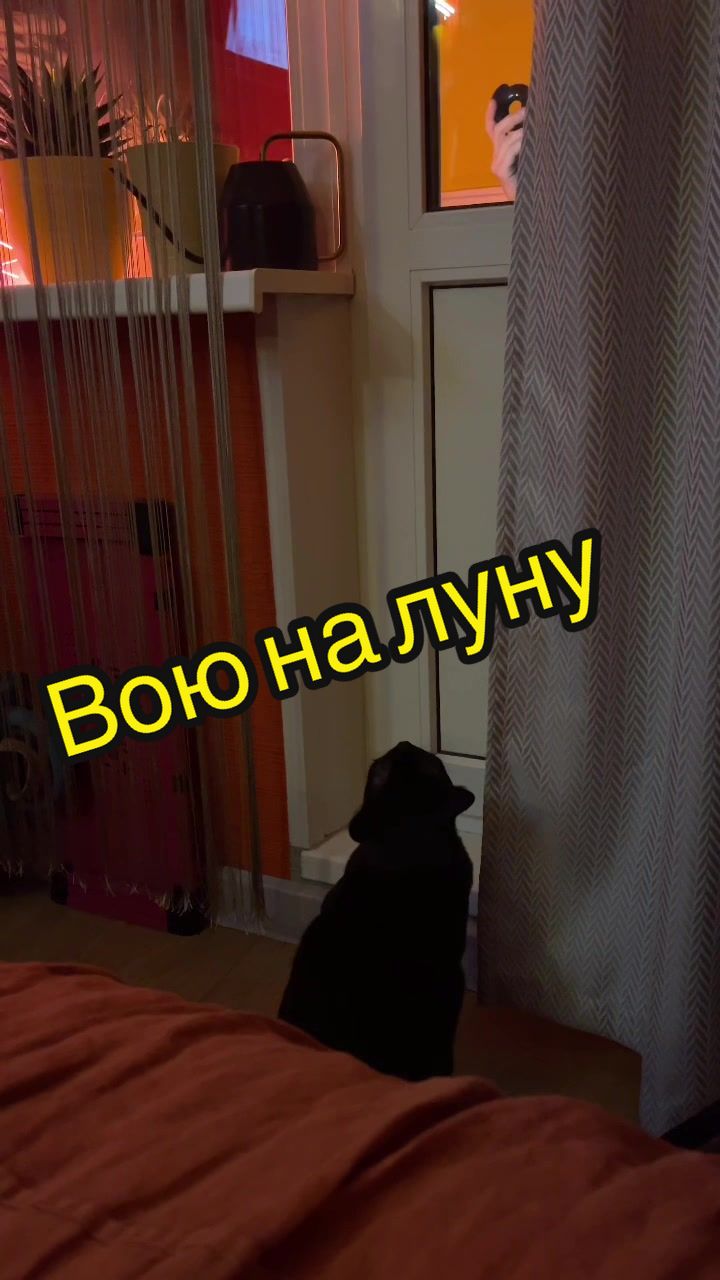 @Кот Мориска