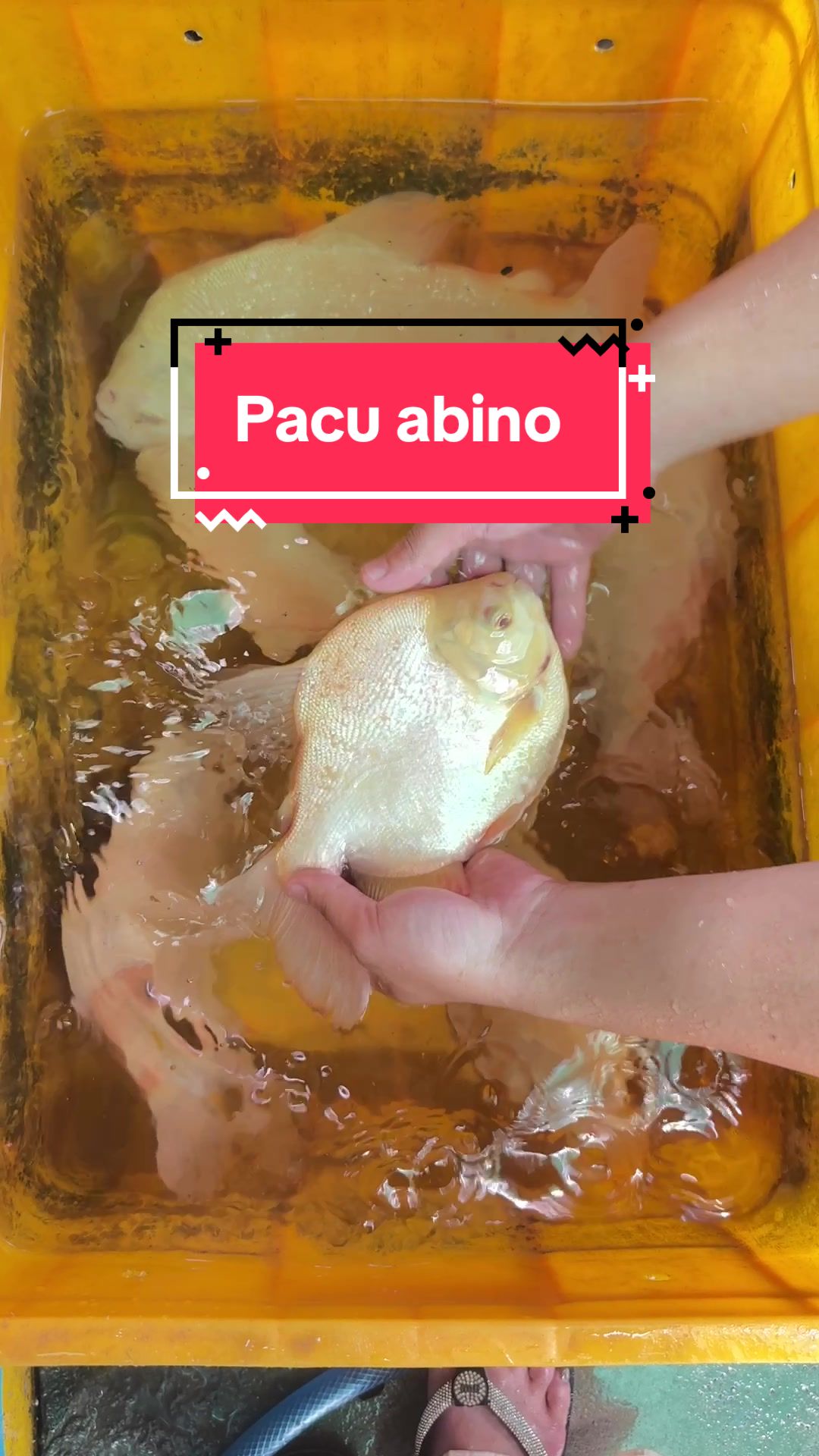 @Ph&aacute;t Đạt B&aacute;n C&aacute; 😎🐠🦈