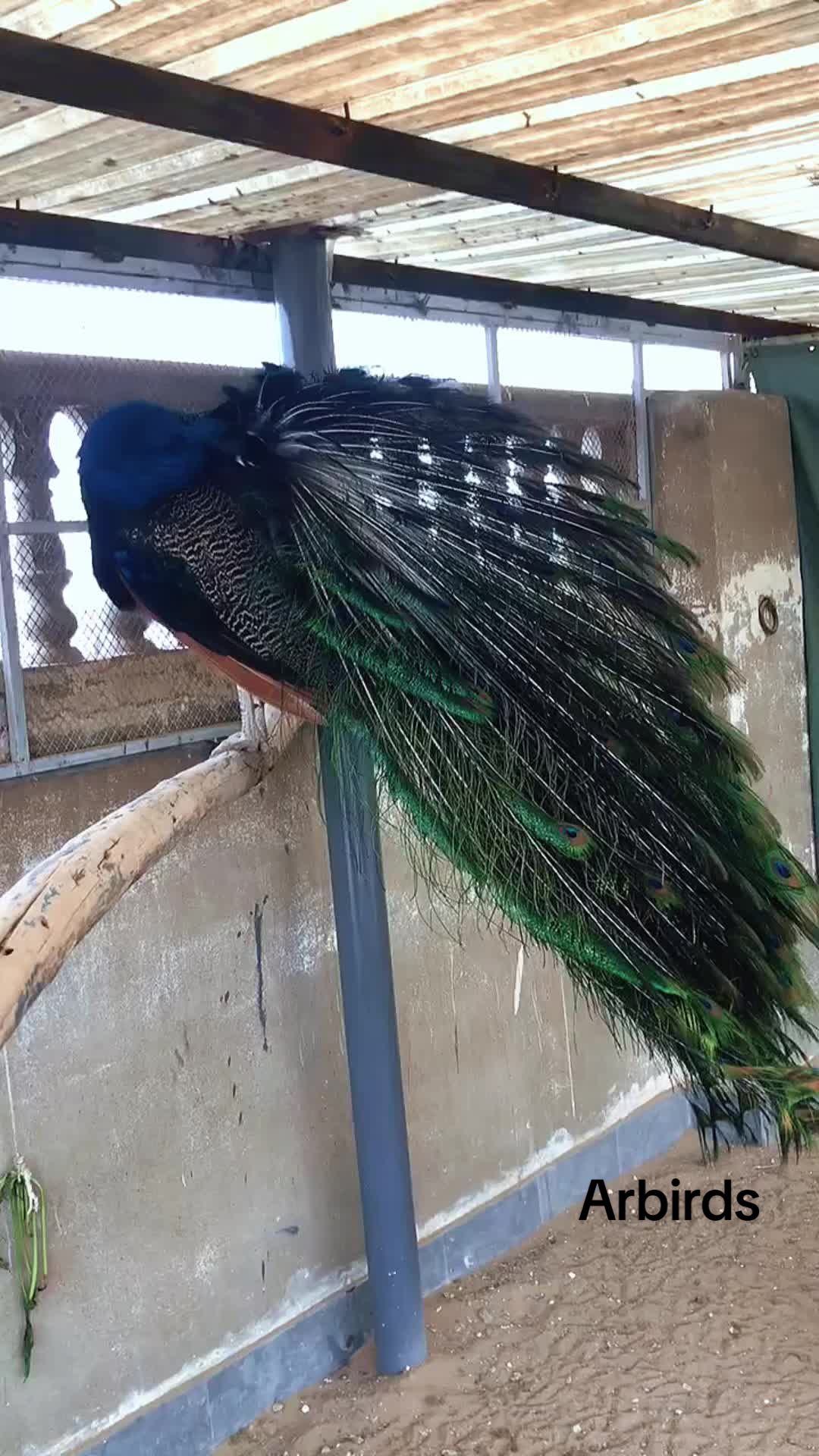 @AR Birds