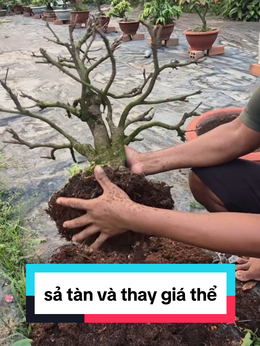 @Văn Long
