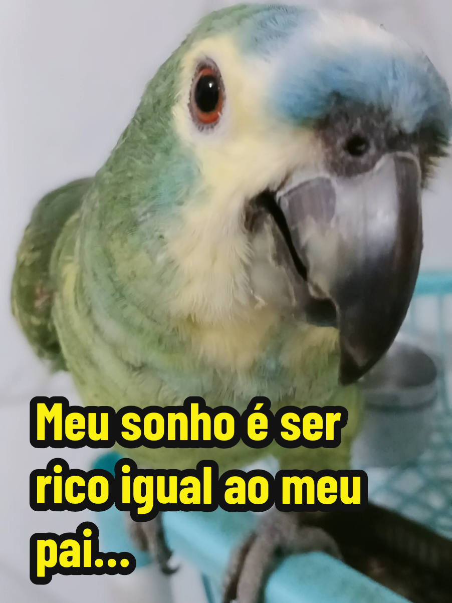 @Papagaio Chico🌽🦜