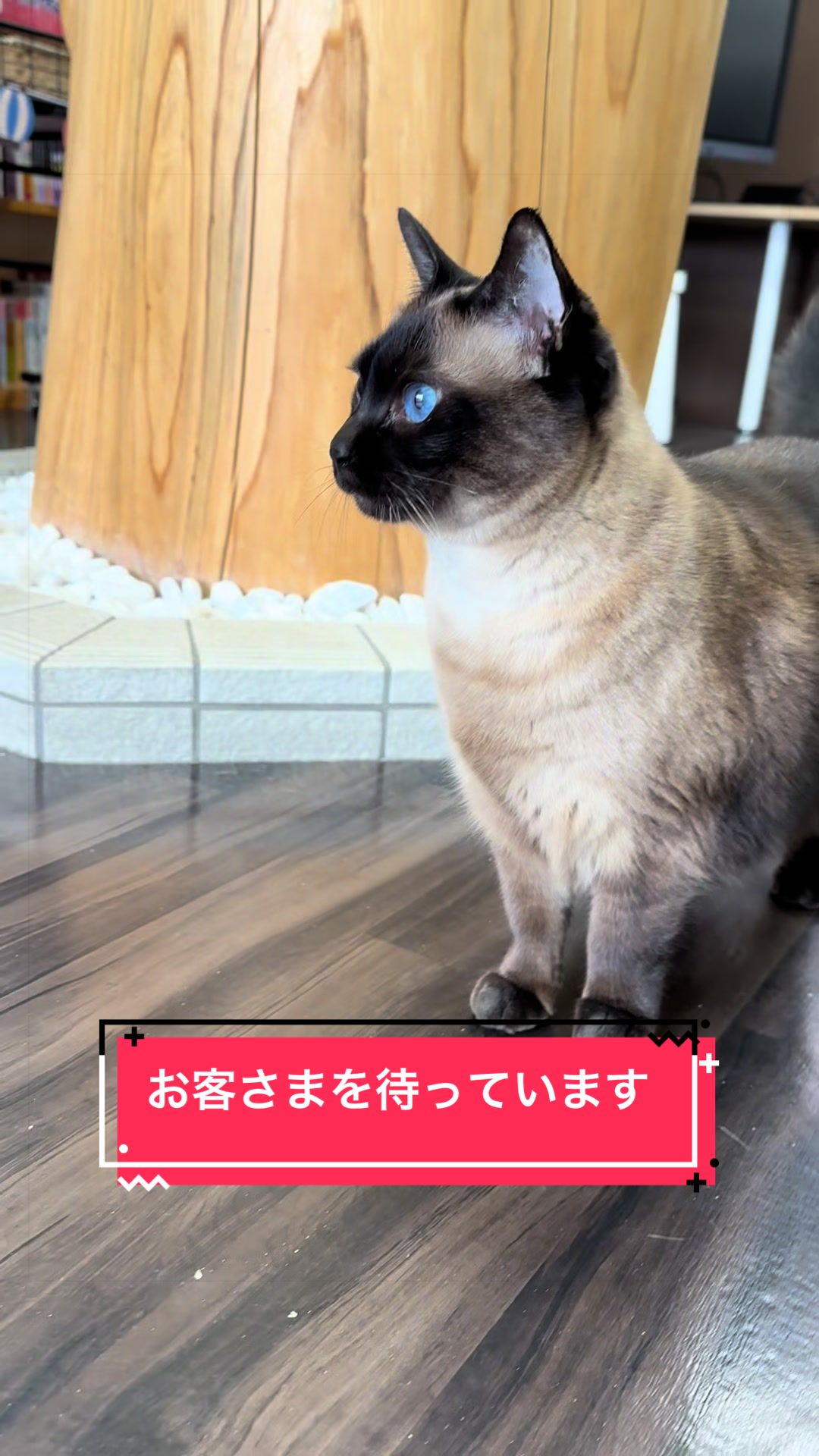 @うちのコレンジャー