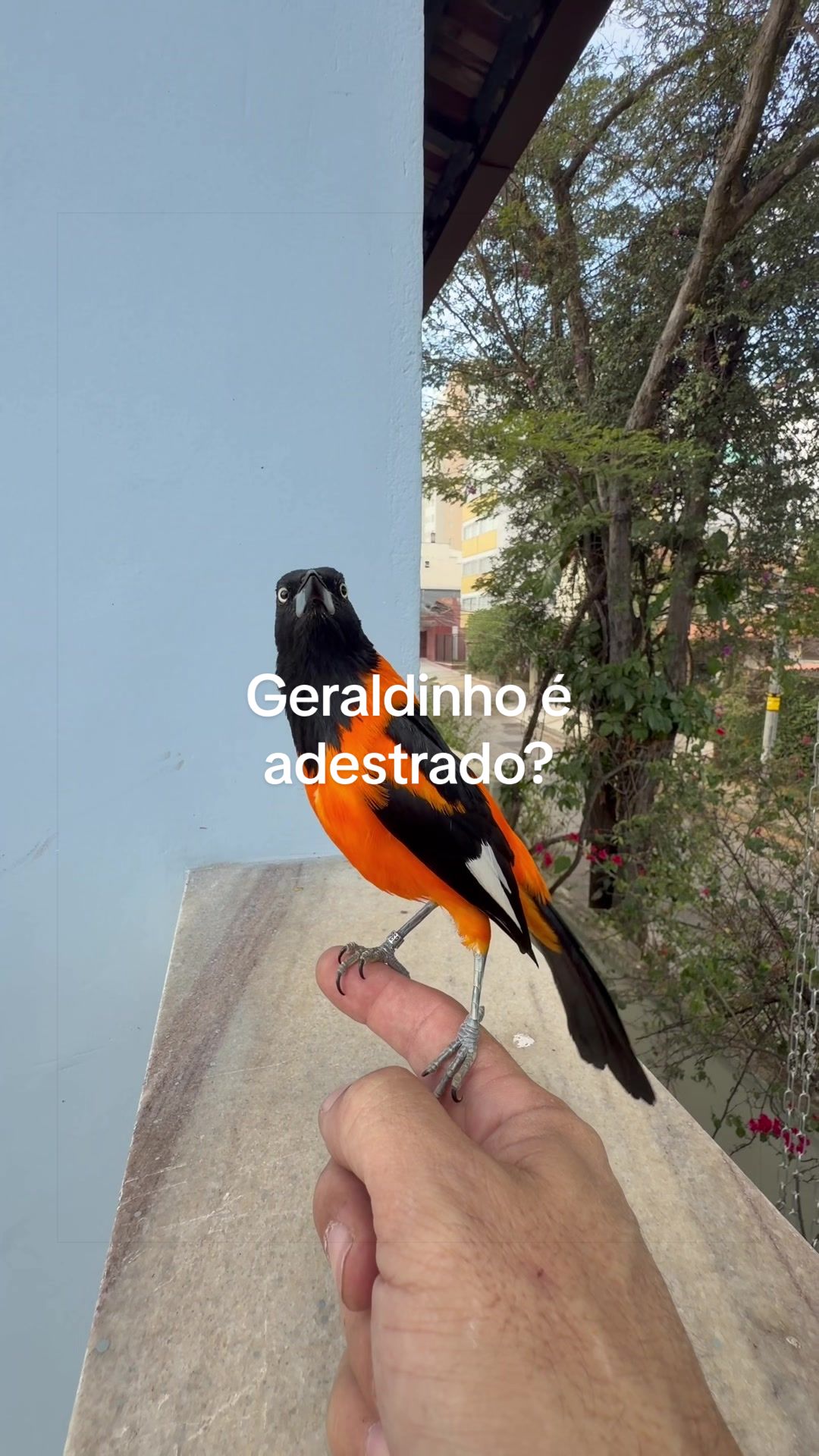 @companheiroveio