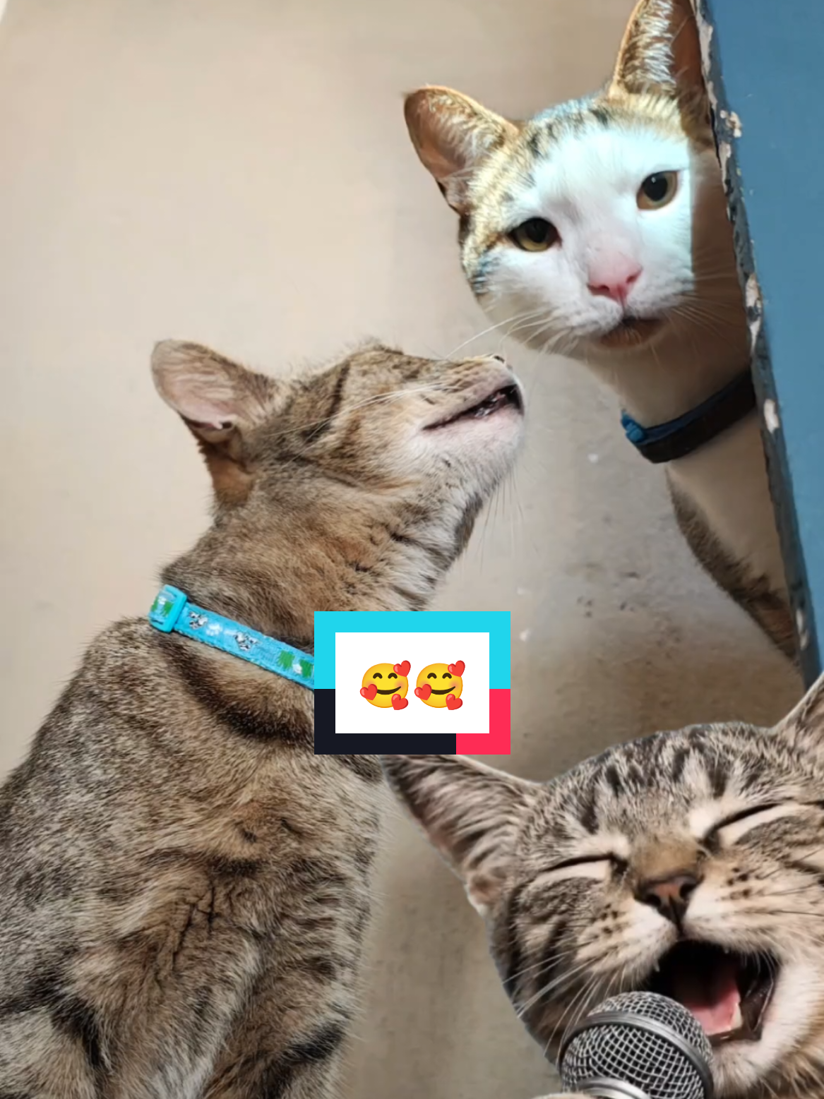 @Lunita🐱🌜